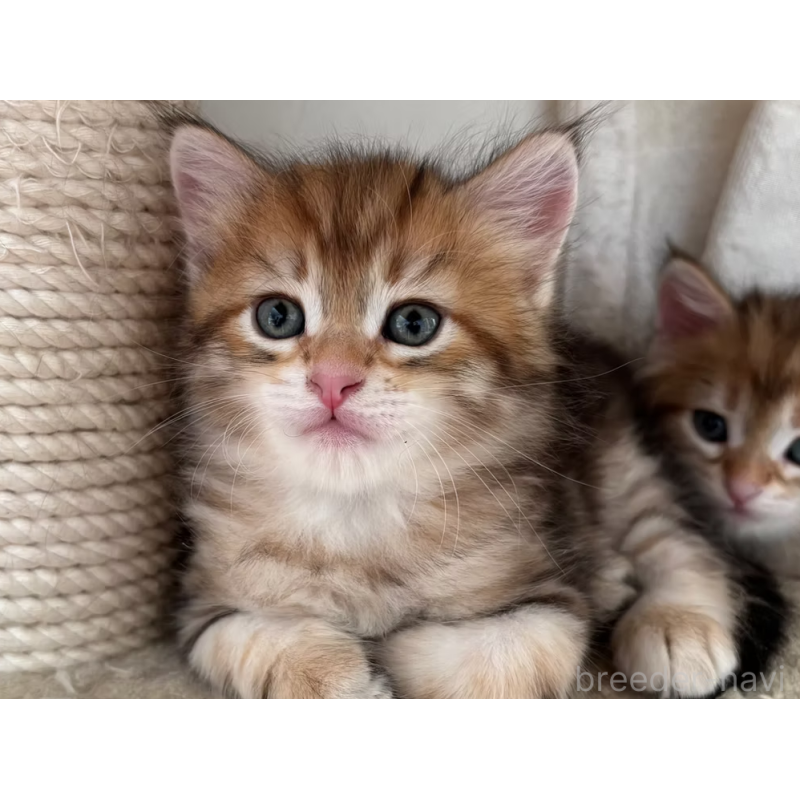 販売中の徳島県のサイベリアン-130410の9枚目