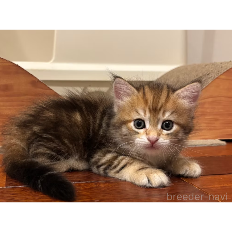 販売中の徳島県のサイベリアン-130410の8枚目