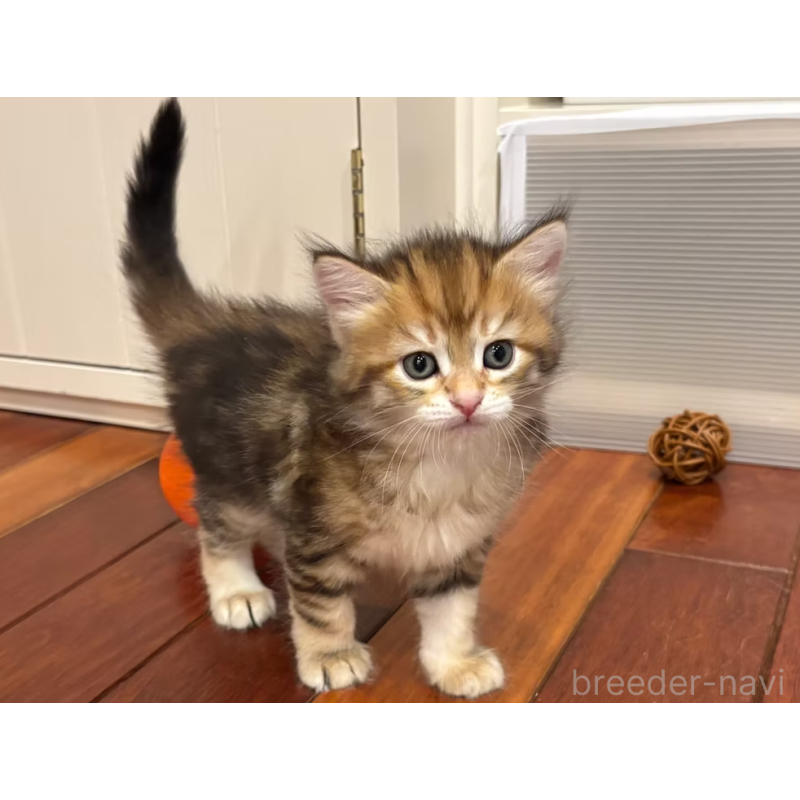 販売中の徳島県のサイベリアン-130410の7枚目