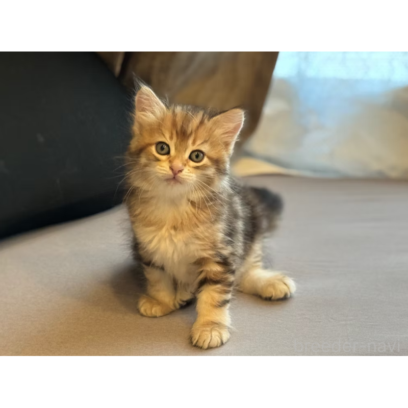 販売中の徳島県のサイベリアン-130410の6枚目