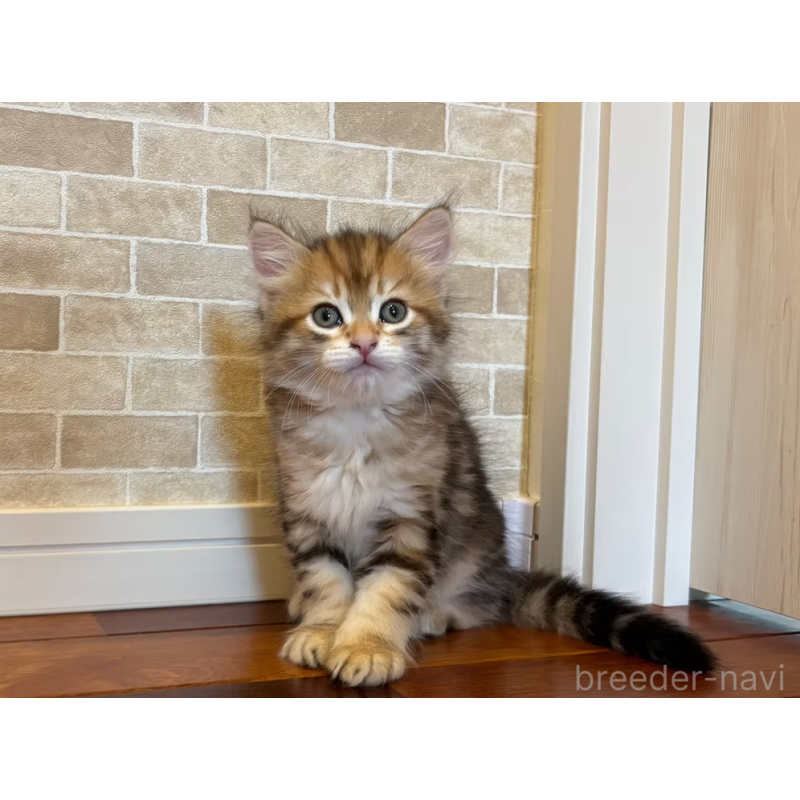 販売中の徳島県のサイベリアン-130410の5枚目