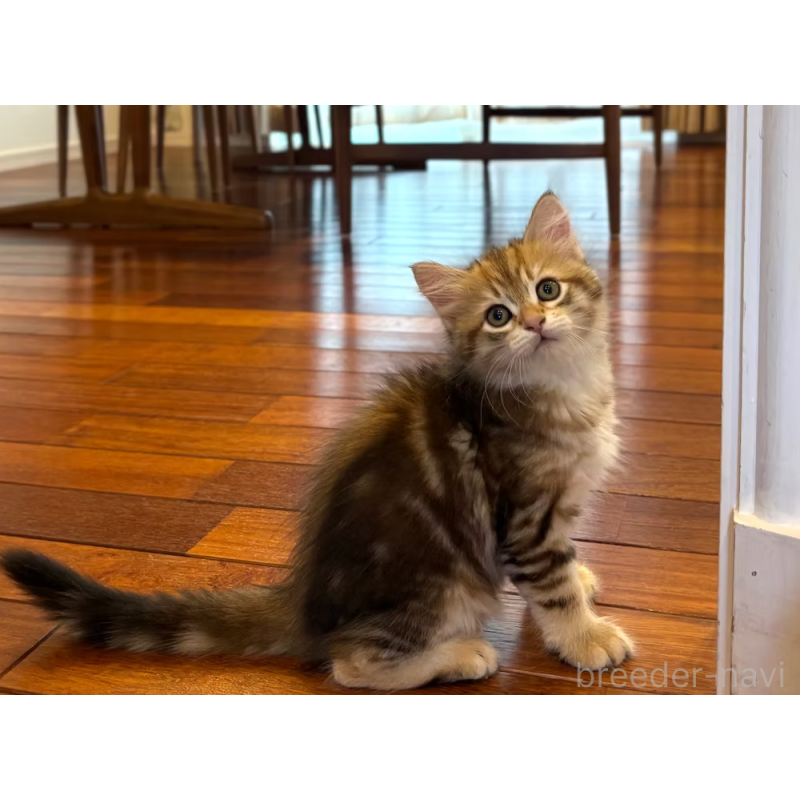 販売中の徳島県のサイベリアン-130410の4枚目