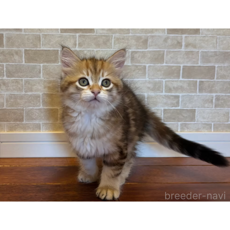 販売中の徳島県のサイベリアン-130410の3枚目