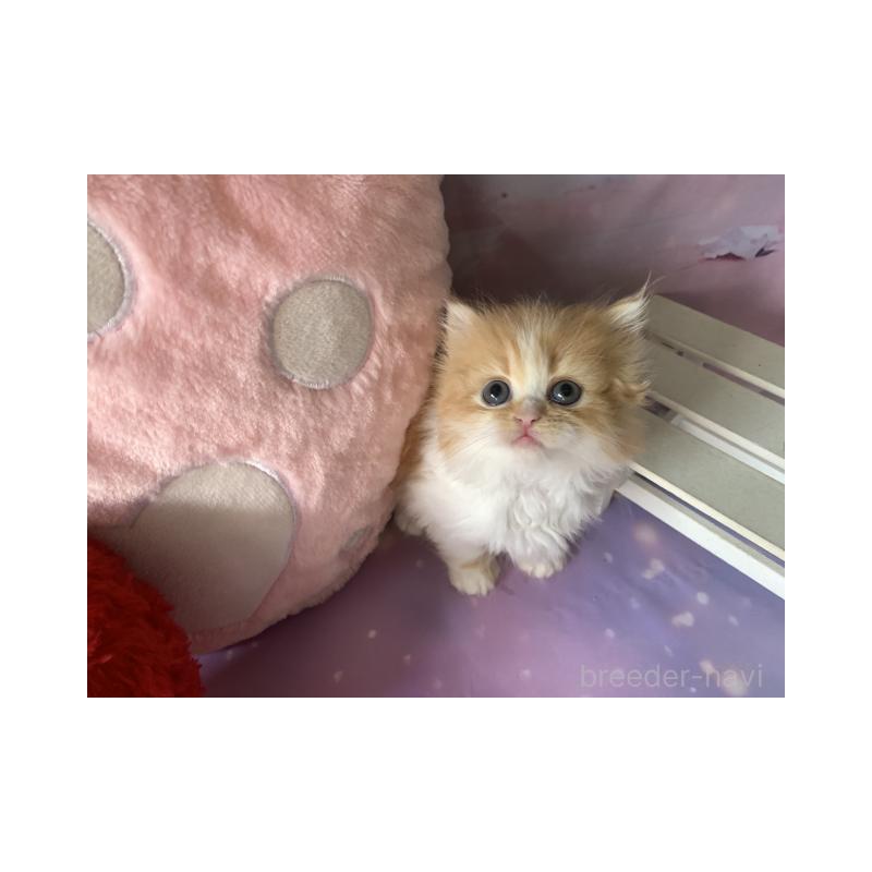 販売中の大阪府のスコティッシュフォールド-130411の5枚目