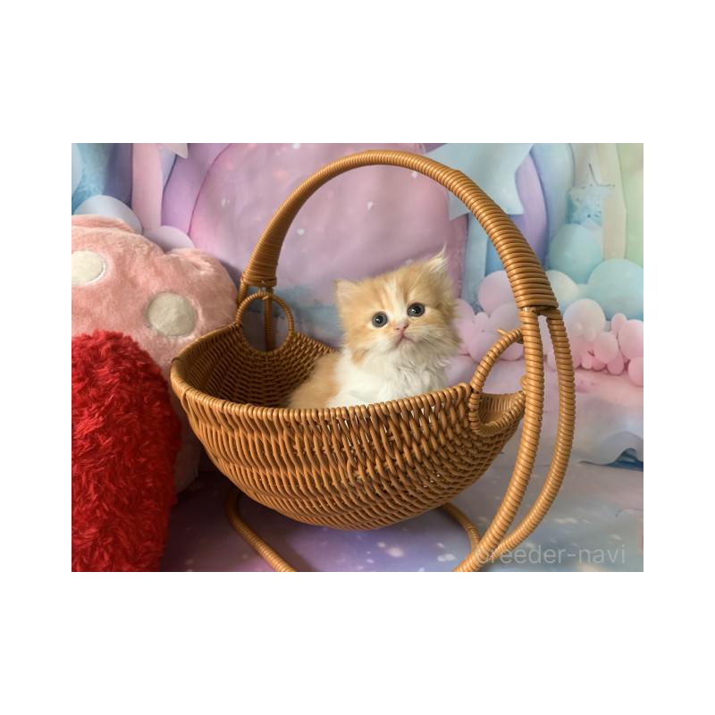 販売中の大阪府のスコティッシュフォールド-130411の6枚目