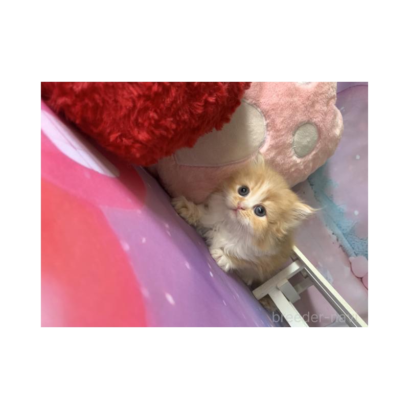 販売中の大阪府のスコティッシュフォールド-130411の3枚目