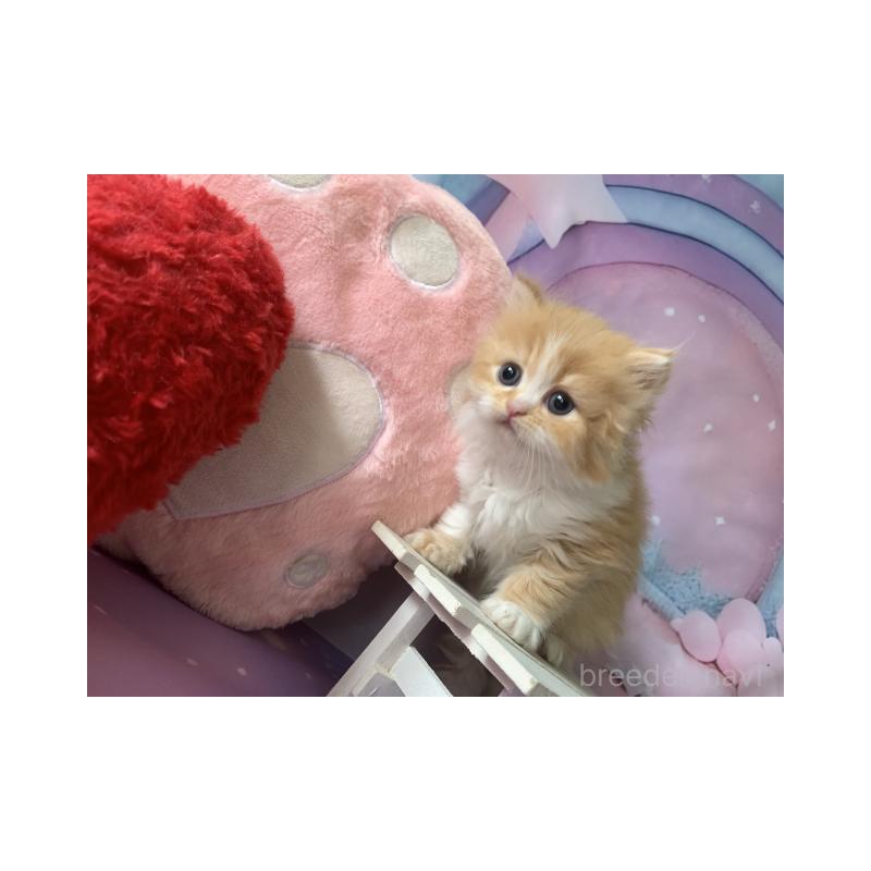 販売中の大阪府のスコティッシュフォールド-130411の4枚目