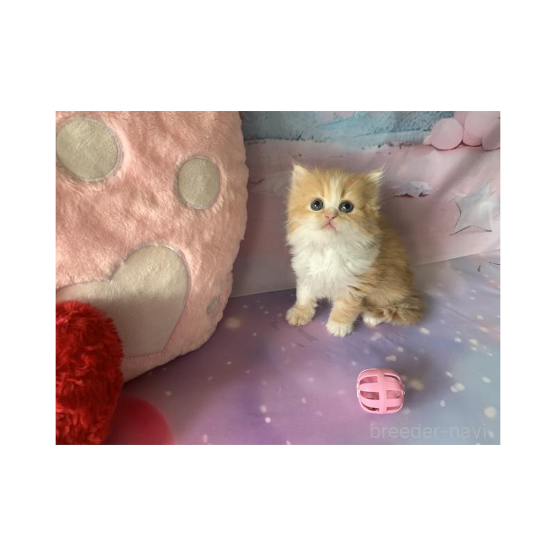 販売中の大阪府のスコティッシュフォールド-130411の2枚目