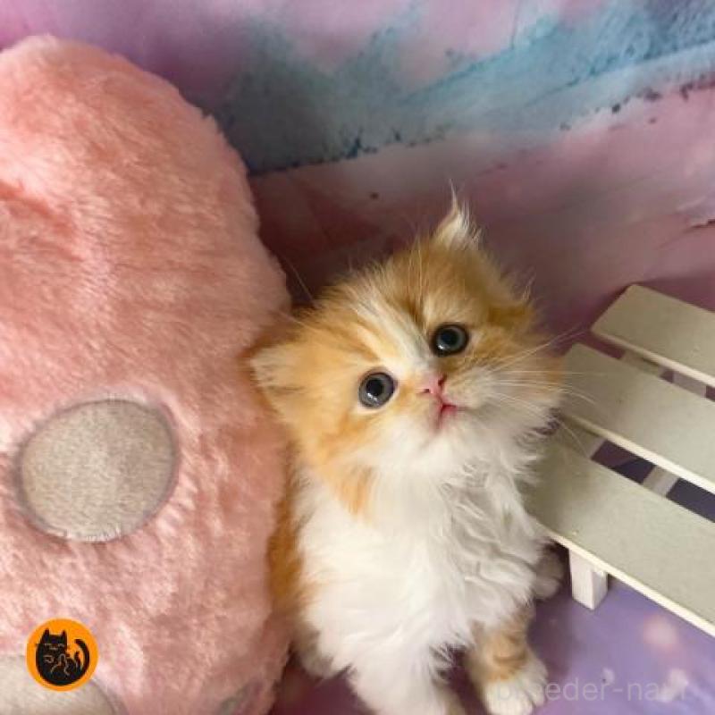 販売中の大阪府のスコティッシュフォールド-130411の1枚目