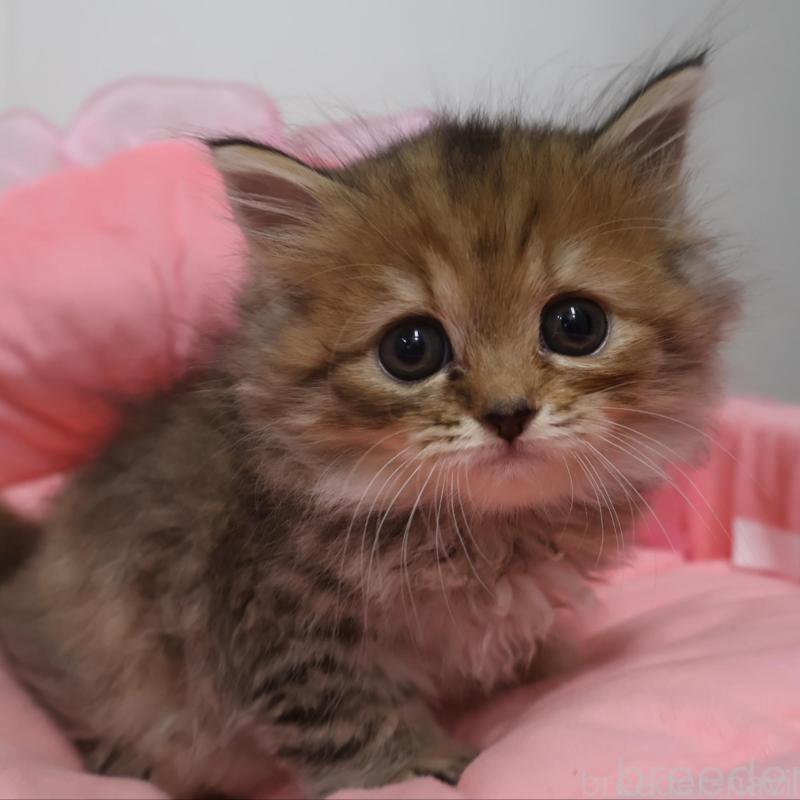 販売中の東京都のスコティッシュフォールド-130412の1枚目