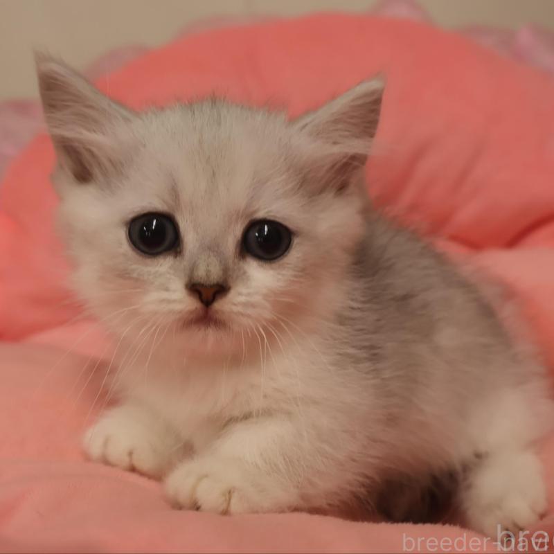 販売中の東京都のミヌエット(短足)-130413の1枚目