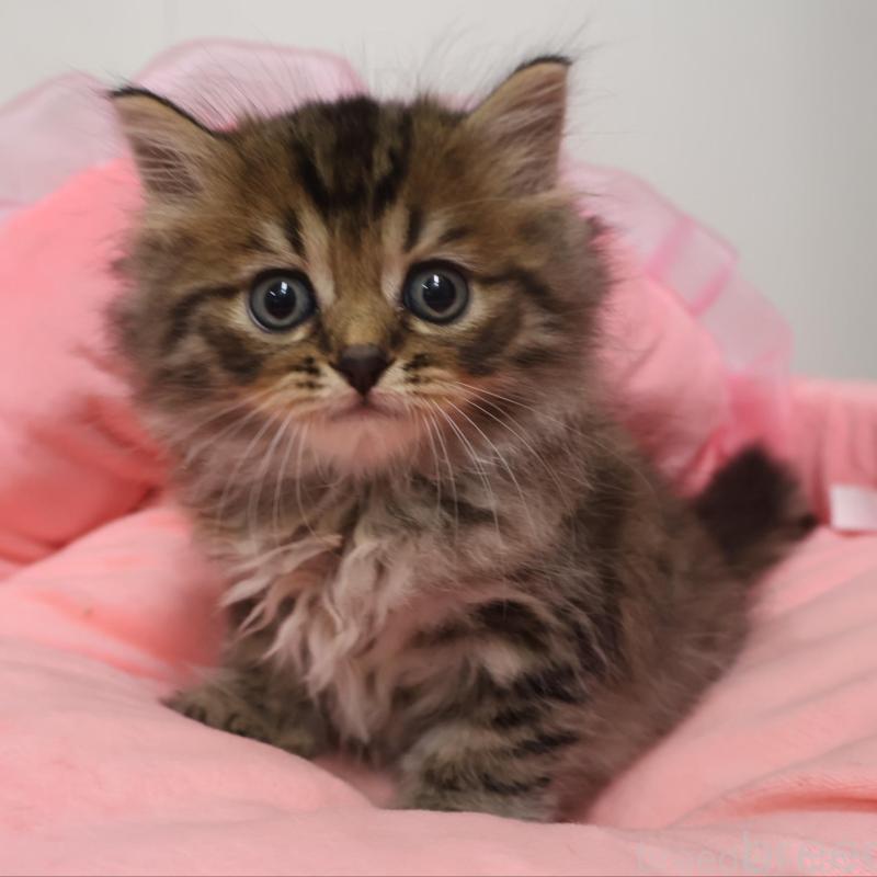 販売中の東京都のスコティッシュフォールド-130414の1枚目