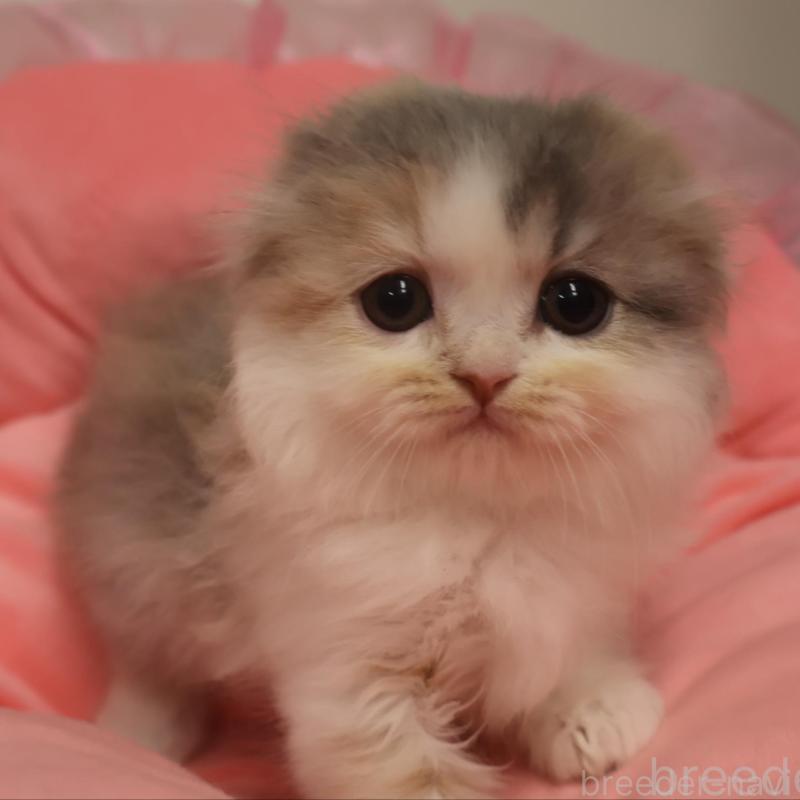 販売中の東京都のスコティッシュフォールド(折れ耳)-130415の1枚目