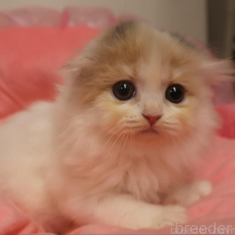 販売中の東京都のスコティッシュフォールド(折れ耳)-130416の1枚目