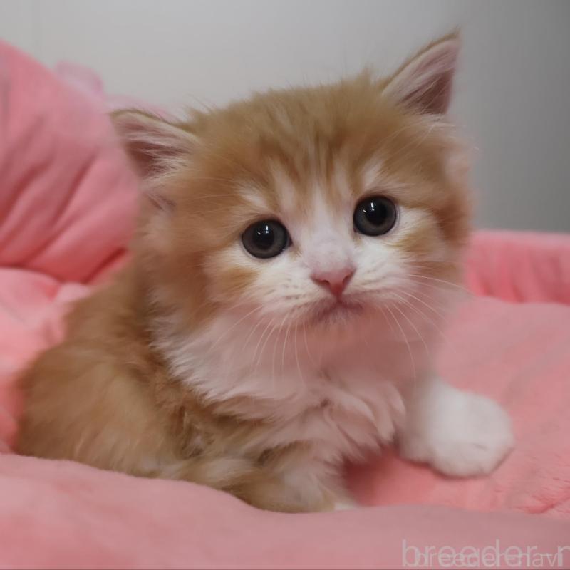 販売中の東京都のスコティッシュフォールド-130417