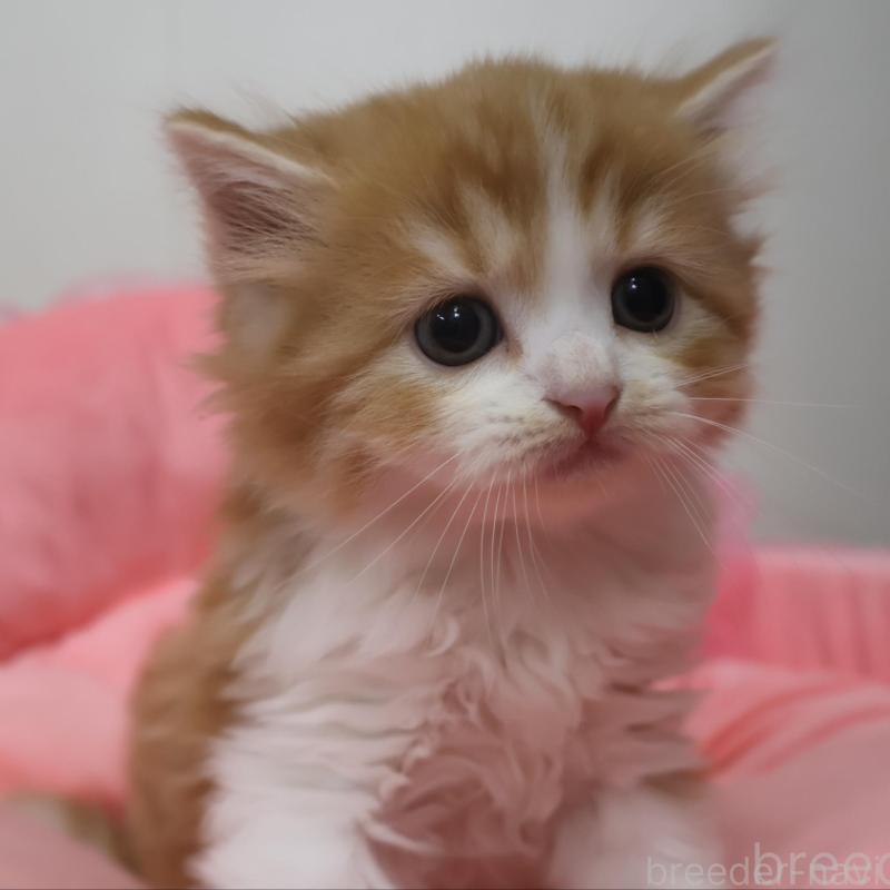 販売中の東京都のスコティッシュフォールド-130418