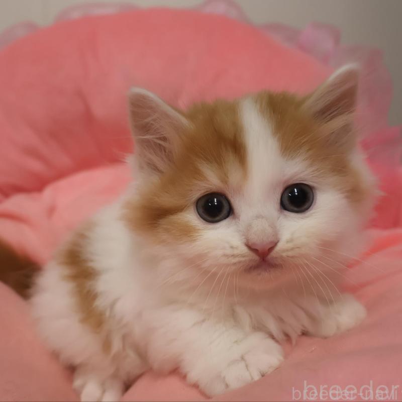 販売中の東京都のスコティッシュフォールド-130419