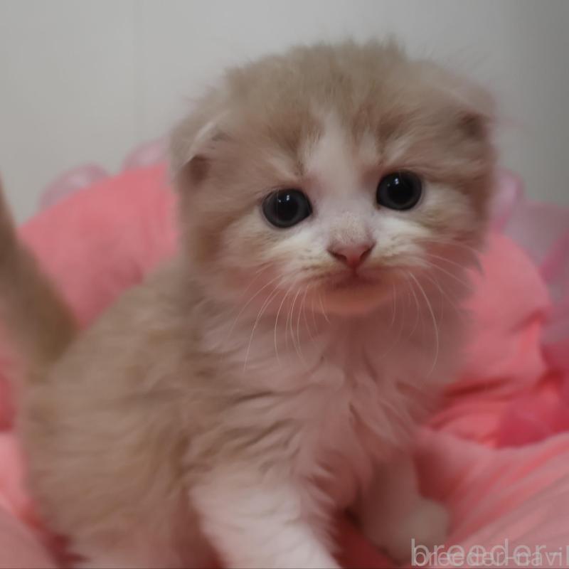 販売中の東京都のスコティッシュフォールド(折れ耳)-130420