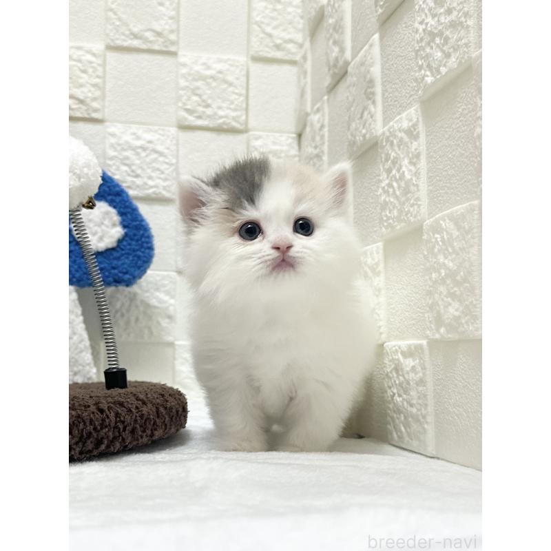 販売中の三重県のミヌエット-130421の5枚目