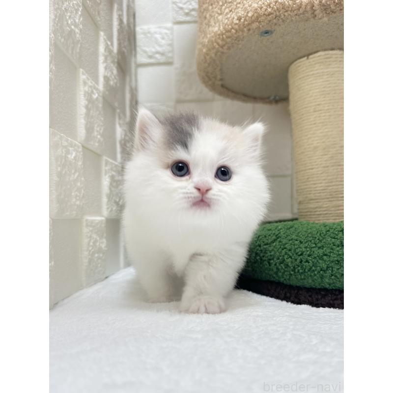 販売中の三重県のミヌエット-130421の4枚目