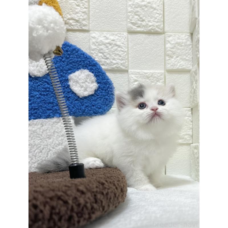 販売中の三重県のミヌエット-130421の3枚目