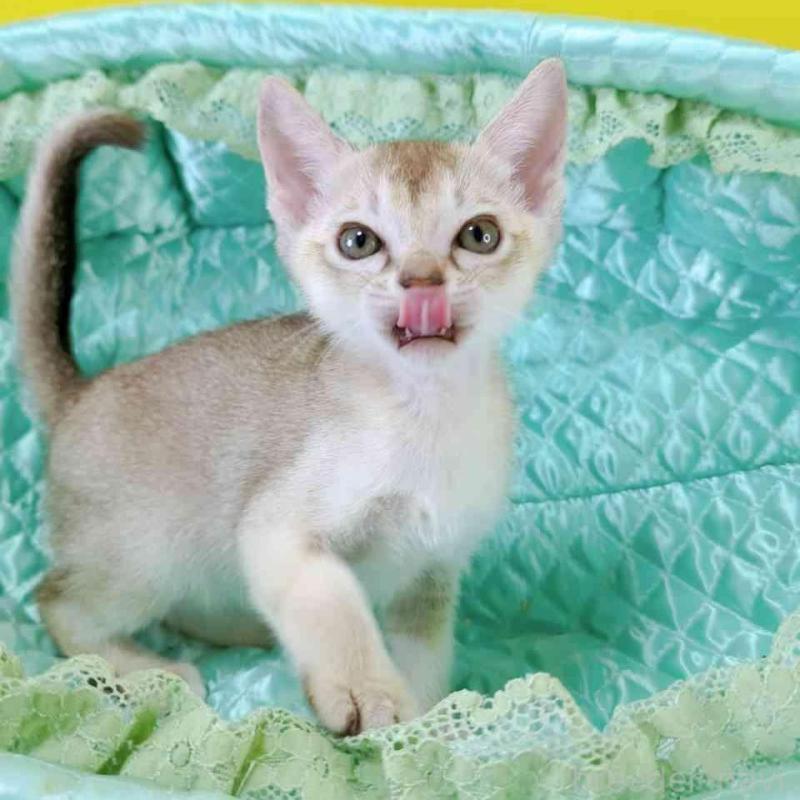 販売中の埼玉県のシンガプーラ-130423の2枚目