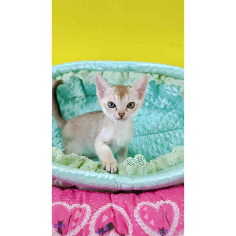 販売中の埼玉県のシンガプーラ-130423の6枚目