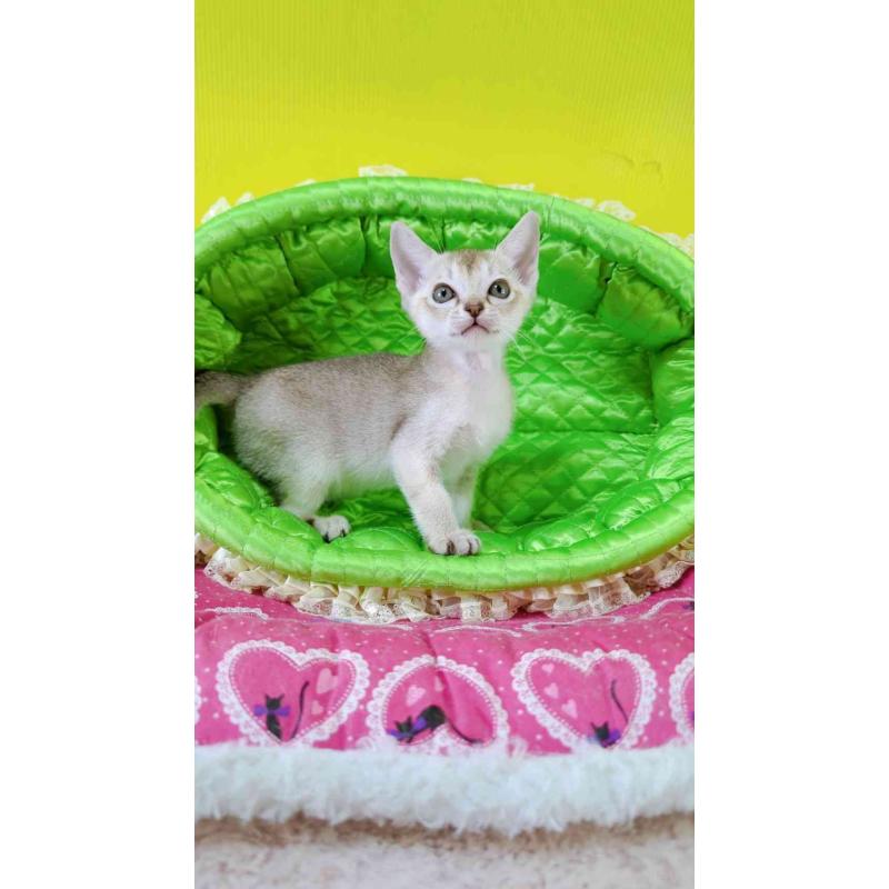 販売中の埼玉県のシンガプーラ-130423の5枚目