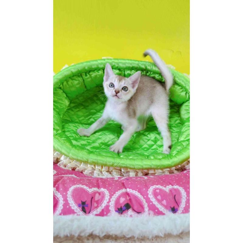 販売中の埼玉県のシンガプーラ-130423の4枚目