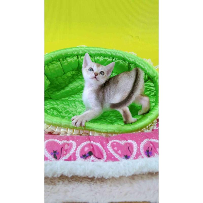 販売中の埼玉県のシンガプーラ-130423の3枚目