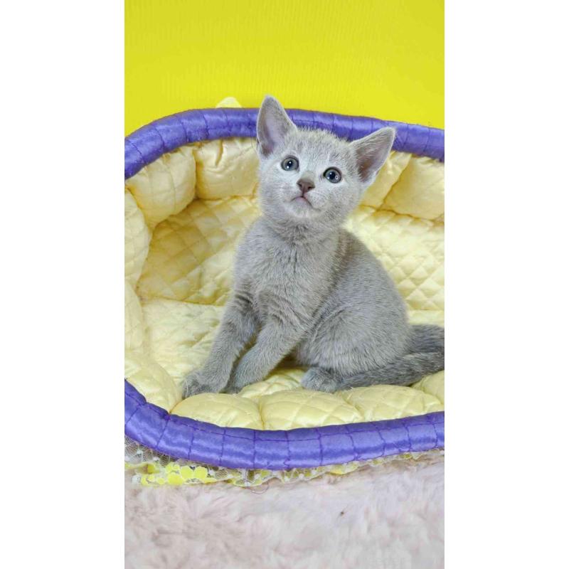 販売中の埼玉県のロシアンブルー-130424の6枚目