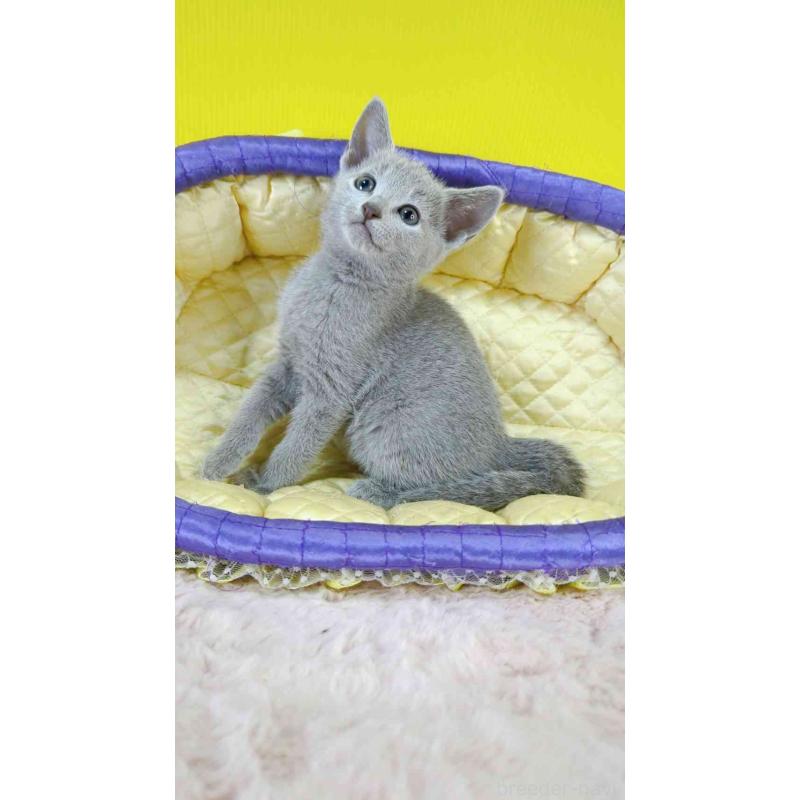 販売中の埼玉県のロシアンブルー-130424の5枚目