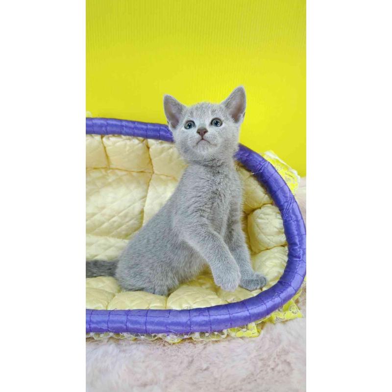 販売中の埼玉県のロシアンブルー-130424の4枚目