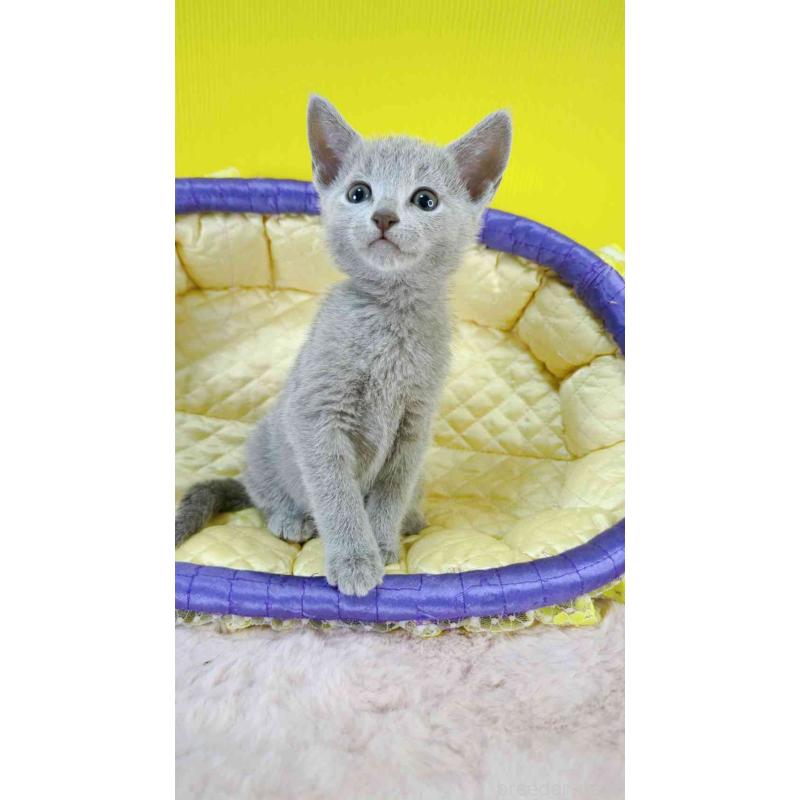 販売中の埼玉県のロシアンブルー-130424の3枚目