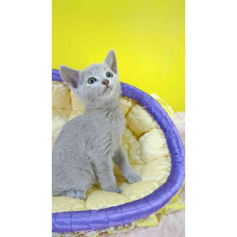 販売中の埼玉県のロシアンブルー-130424の2枚目