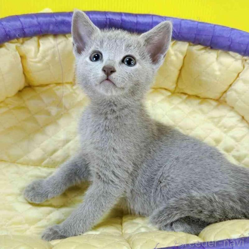 販売中の埼玉県のロシアンブルー-130424