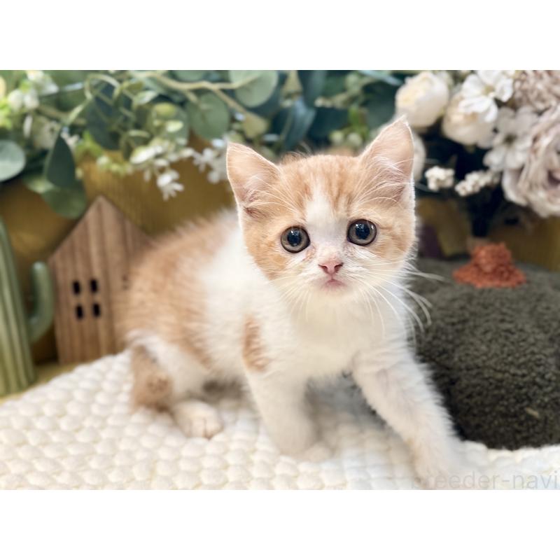 販売中の岐阜県のミヌエット-129105の3枚目