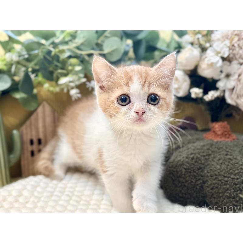 販売中の岐阜県のミヌエット-129105の2枚目