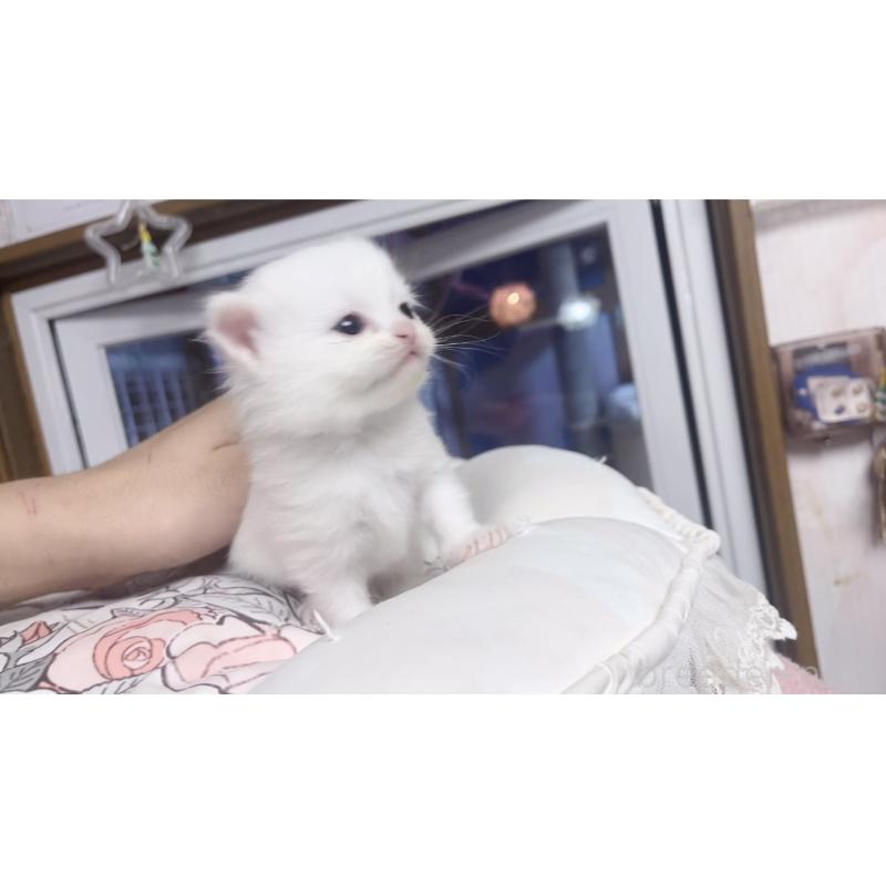 販売中の千葉県のミヌエット-130425の5枚目