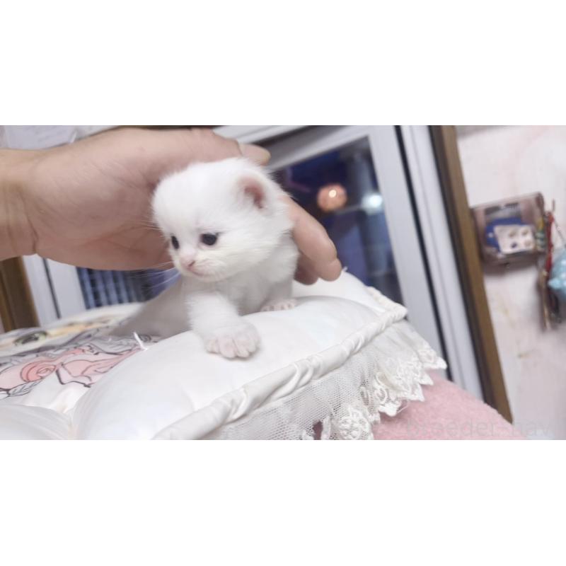 販売中の千葉県のミヌエット-130425の4枚目