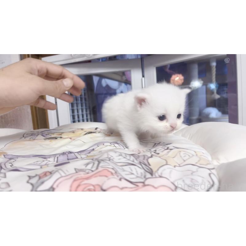 販売中の千葉県のミヌエット-130425の3枚目