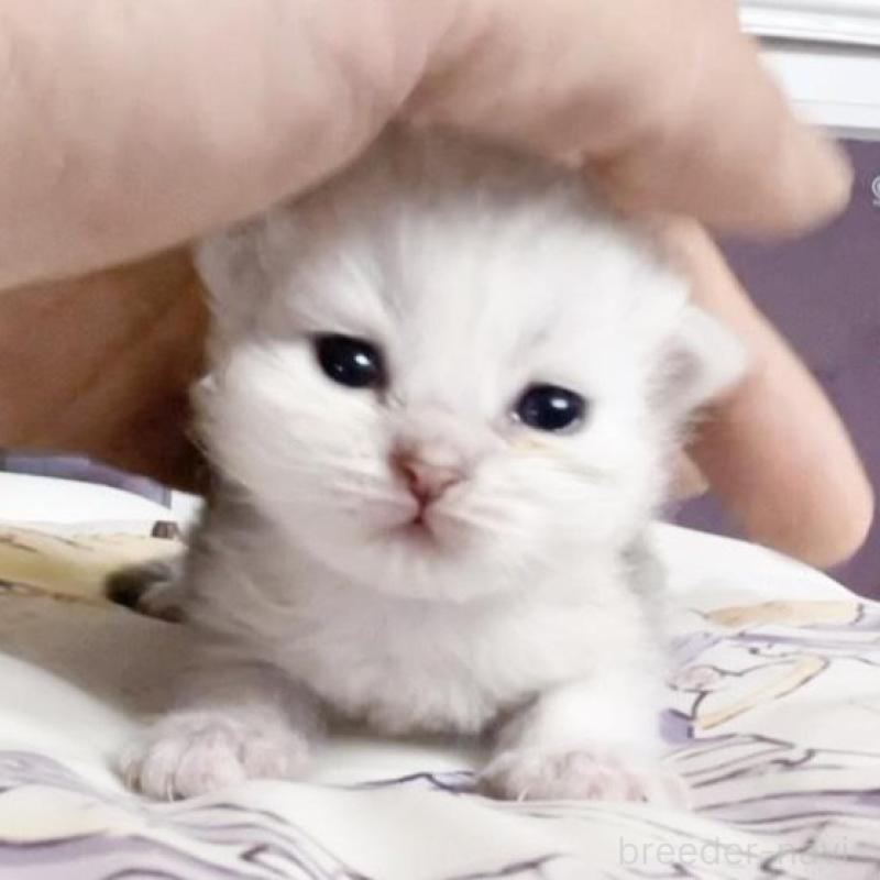 販売中の千葉県のミヌエット-130425