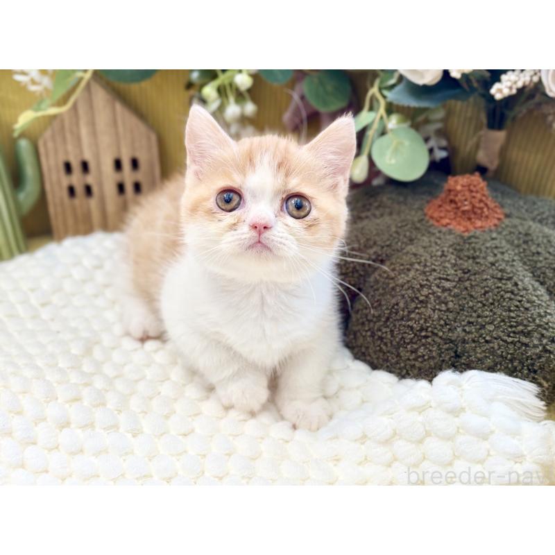 販売中の岐阜県のミヌエット(短足)-129103の4枚目