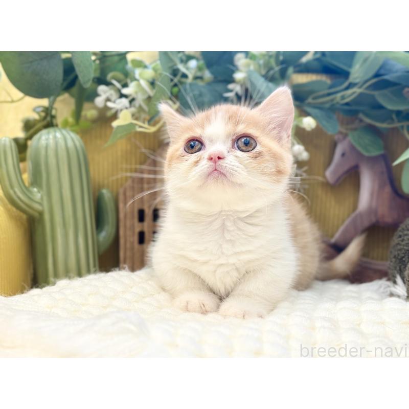 販売中の岐阜県のミヌエット(短足)-129103の3枚目