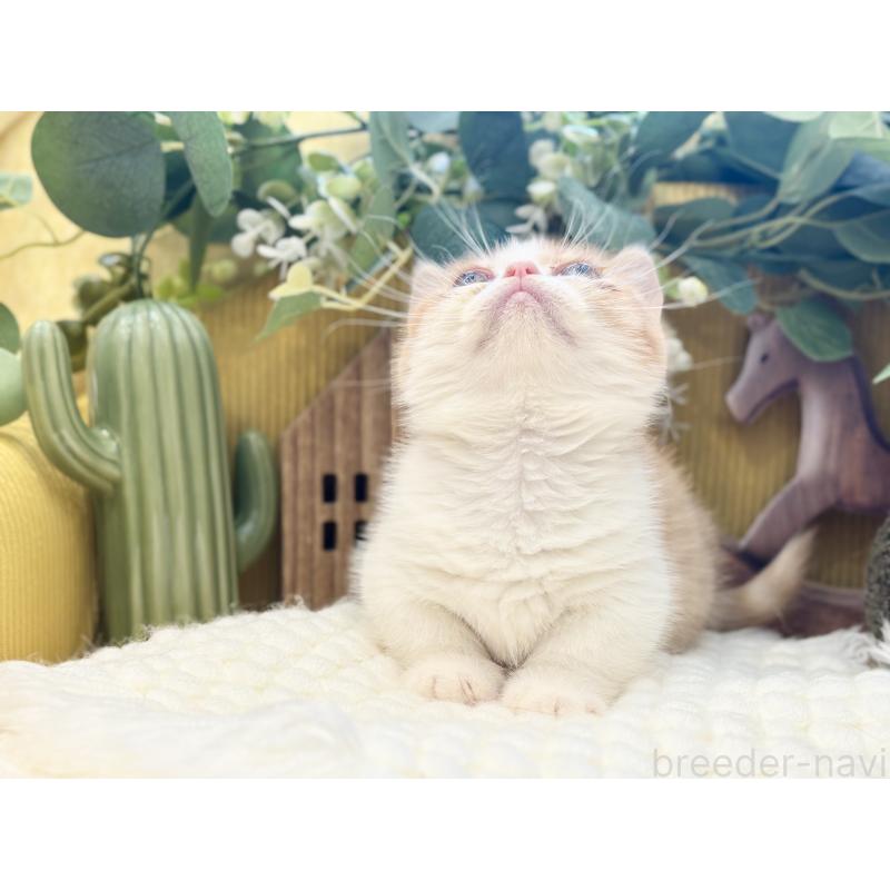 販売中の岐阜県のミヌエット(短足)-129103の2枚目