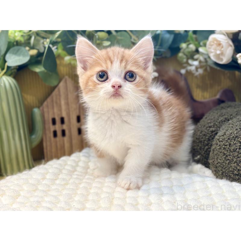 販売中の岐阜県のミヌエット(短足)-129104の6枚目