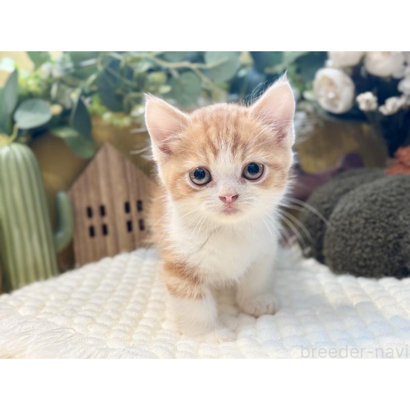 販売中の岐阜県のミヌエット(短足)-129104の5枚目