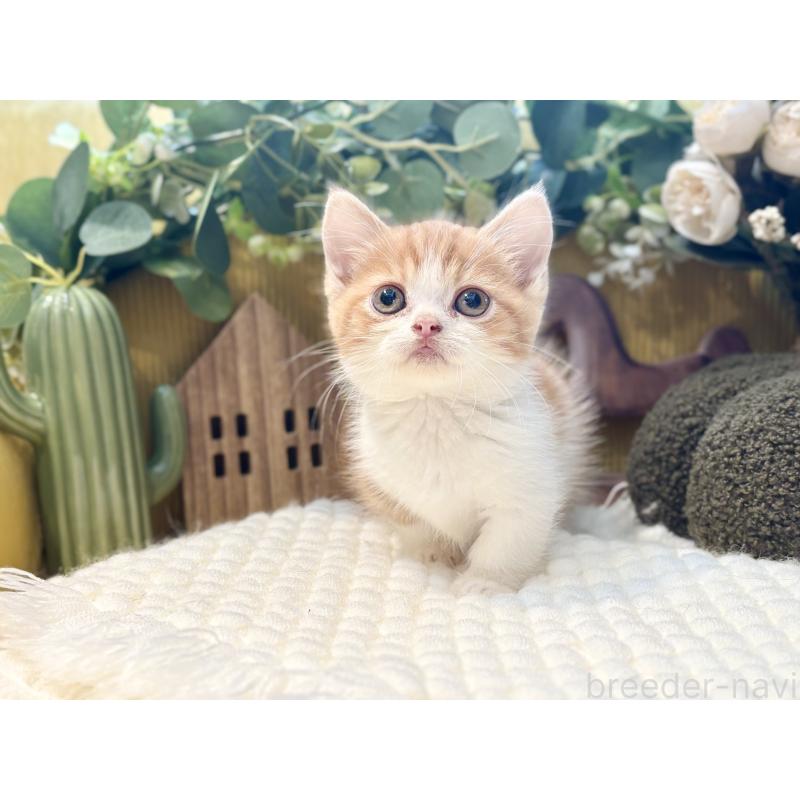 販売中の岐阜県のミヌエット(短足)-129104の4枚目