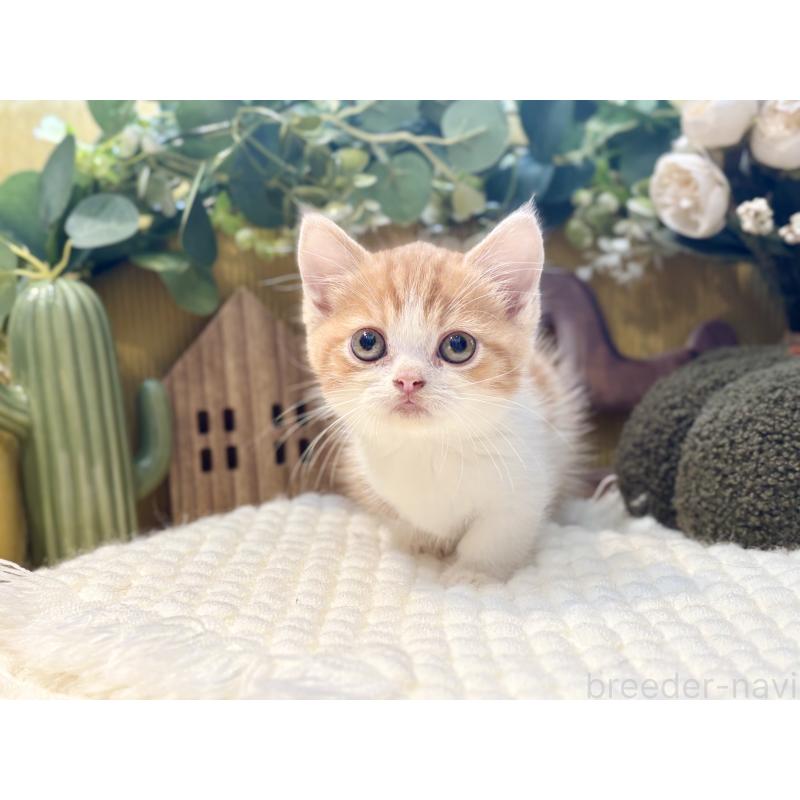 販売中の岐阜県のミヌエット(短足)-129104の3枚目