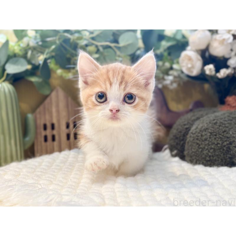 販売中の岐阜県のミヌエット(短足)-129104の2枚目